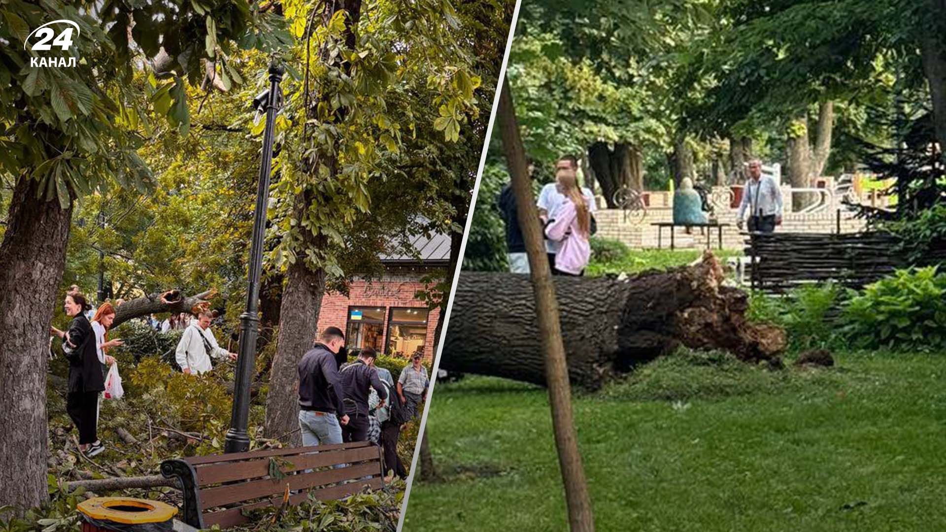 В киевском парке Шевченко упало дерево - 24 Канал
