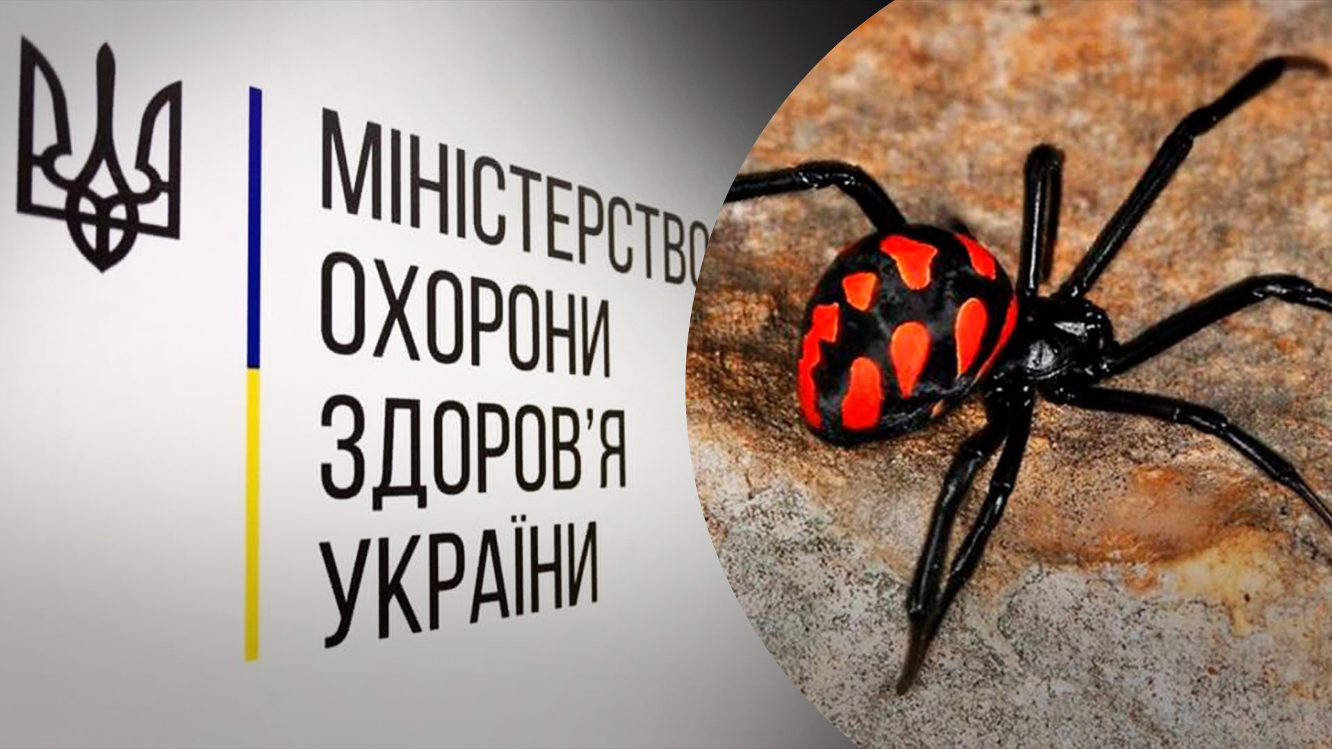 У МОЗ спростували повідомлення про навалу павуків