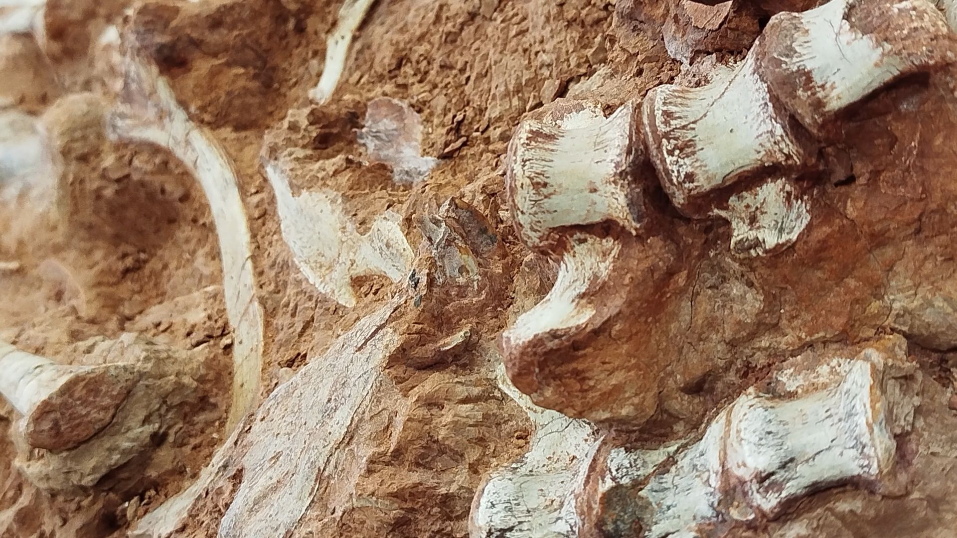 В Бразилии найден древнейший скелет динозавра В Бразилии найден древнейший скелет динозавра