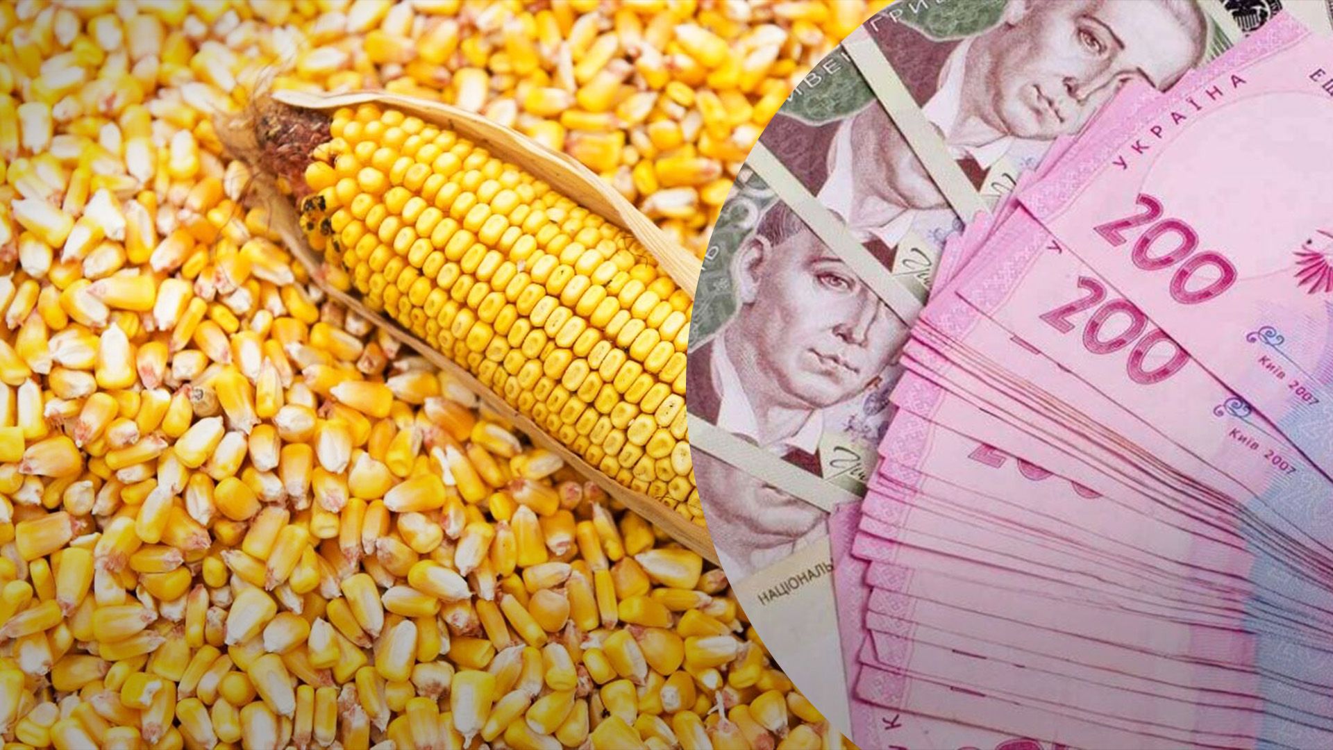 Кукуруза дорожает из-за недостатка влаги Кукуруза дорожает из-за недостатка влаги