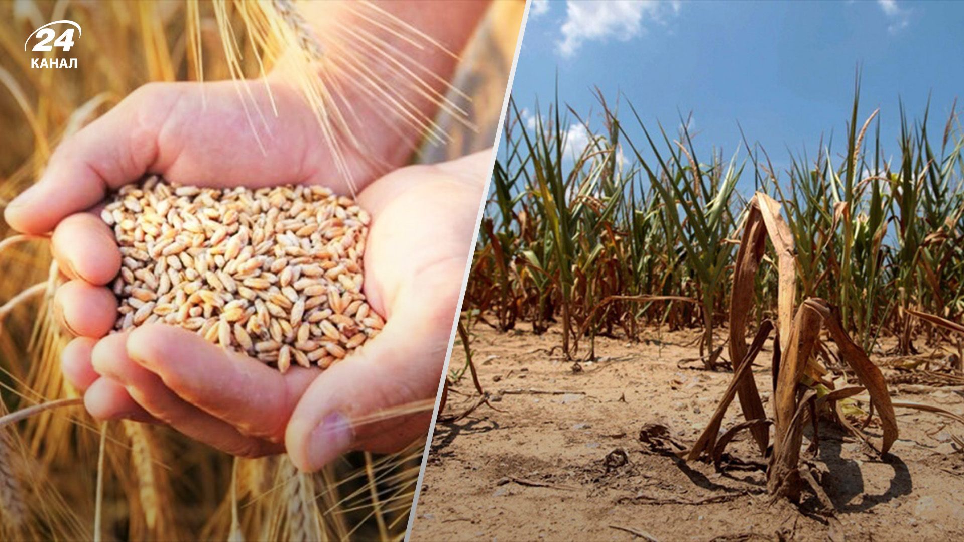 Эксперты понизили ожидания урожая Эксперты понизили ожидания урожая