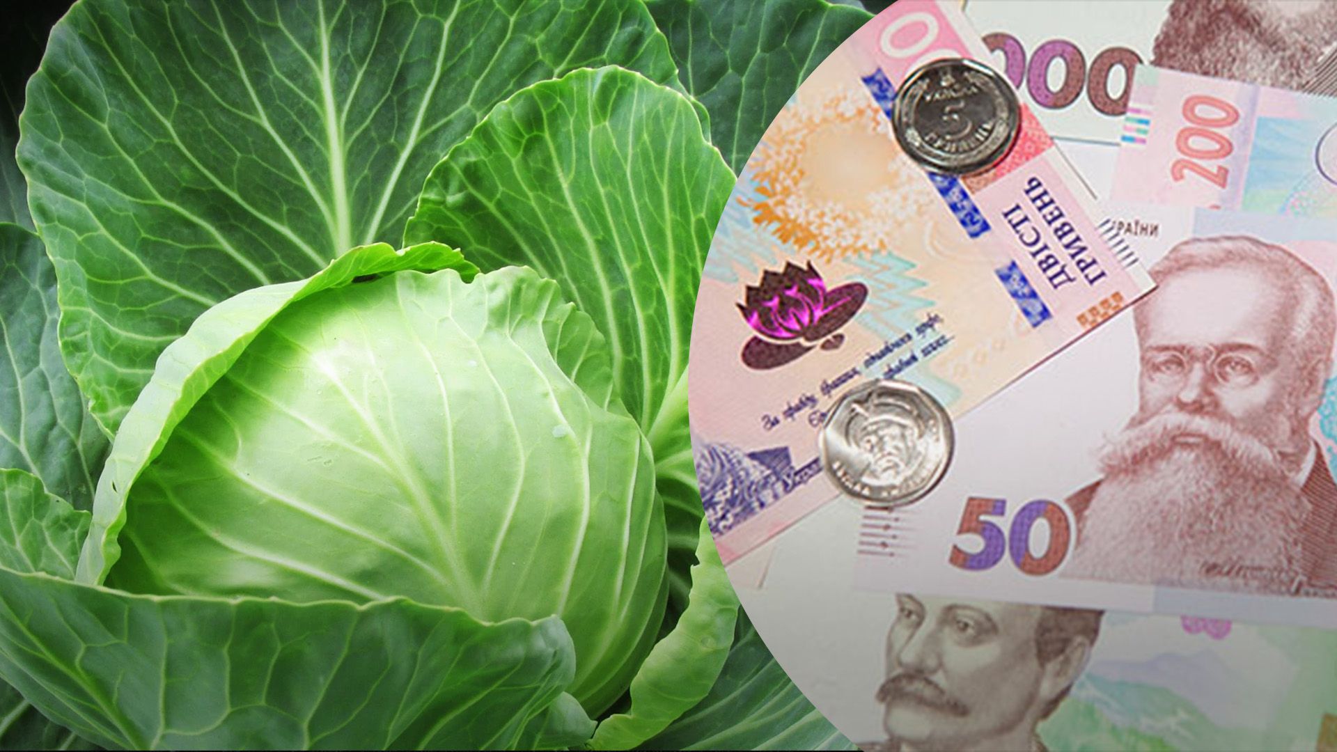 Капуста сильно подорожала Капуста сильно подорожала
