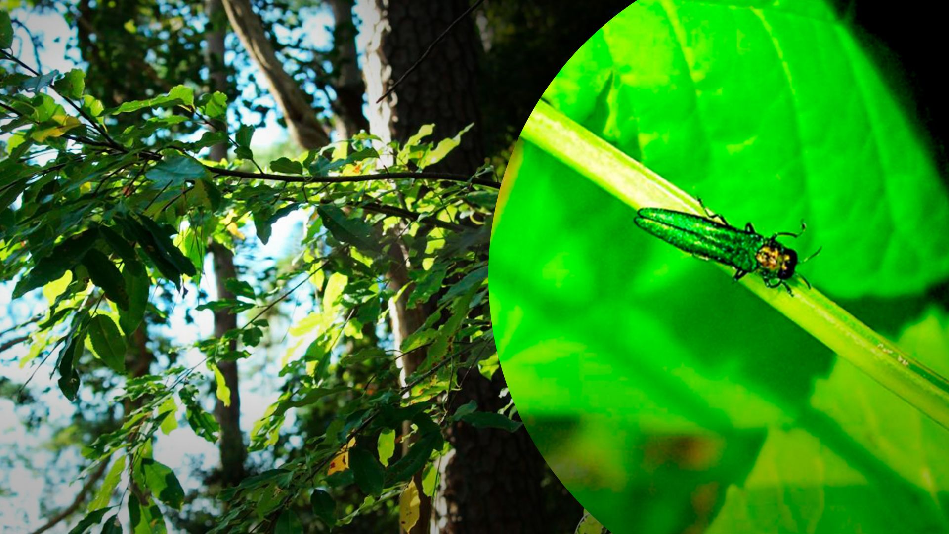 В Києві вводять карантин через шкідника В Києві вводять карантин через шкідника