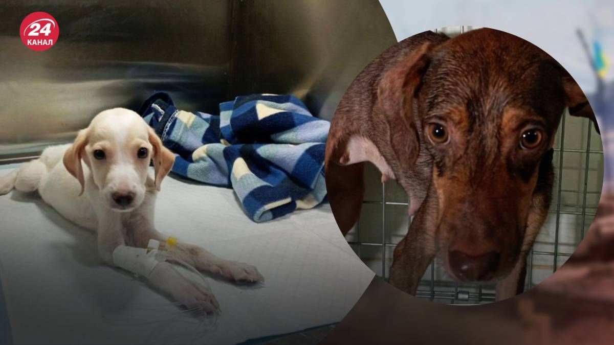 В Кривом Роге от голодной смерти спасли маму и щенка В Кривом Роге от голодной смерти спасли маму и щенка