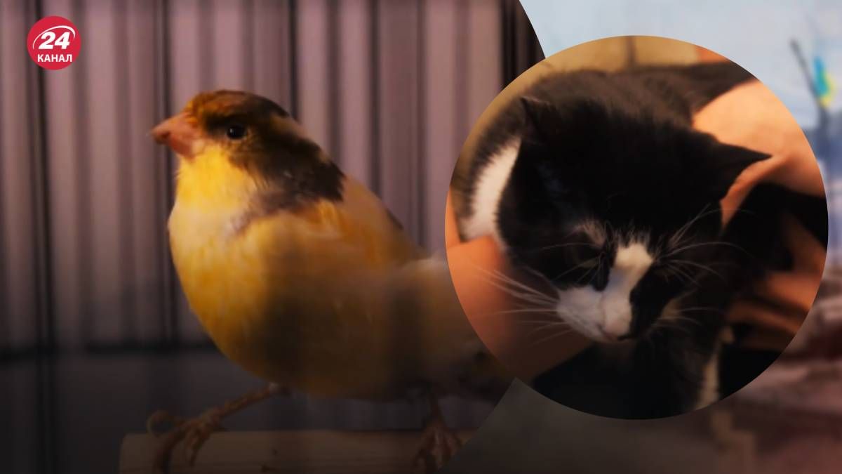 У Буданова в приймальні мешкають кіт Гюнтер Другий та канарка Людмила У Буданова в приймальні мешкають кіт Гюнтер Другий та канарка Людмила