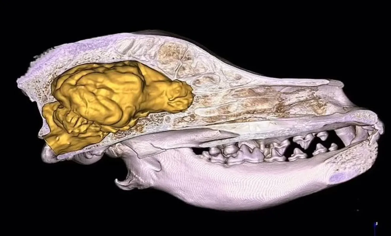 3D-модель мозга собаки, основана на КТ-сканировании с высоким разрешением