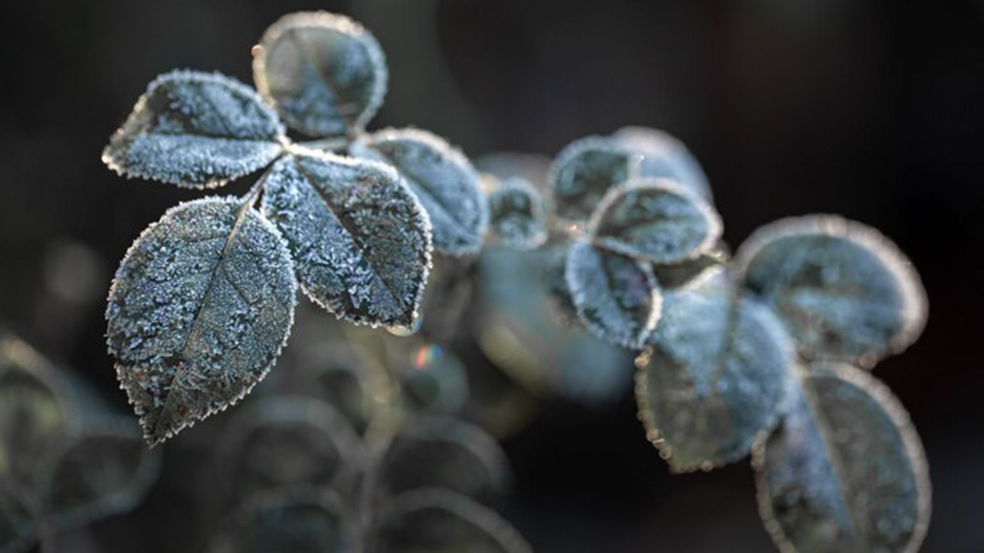 В августе возможны заморозки В августе возможны заморозки