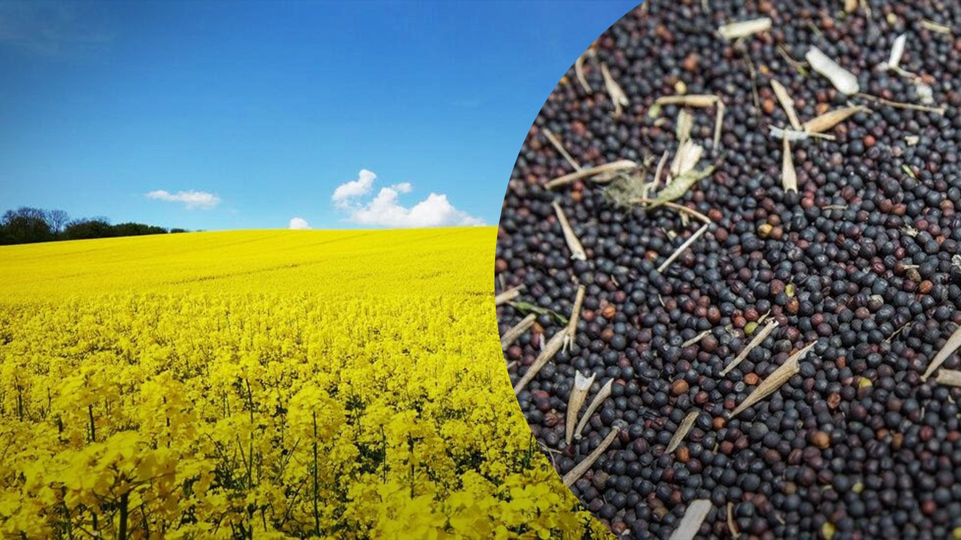 Украина экспортировала больше рапса Украина экспортировала больше рапса