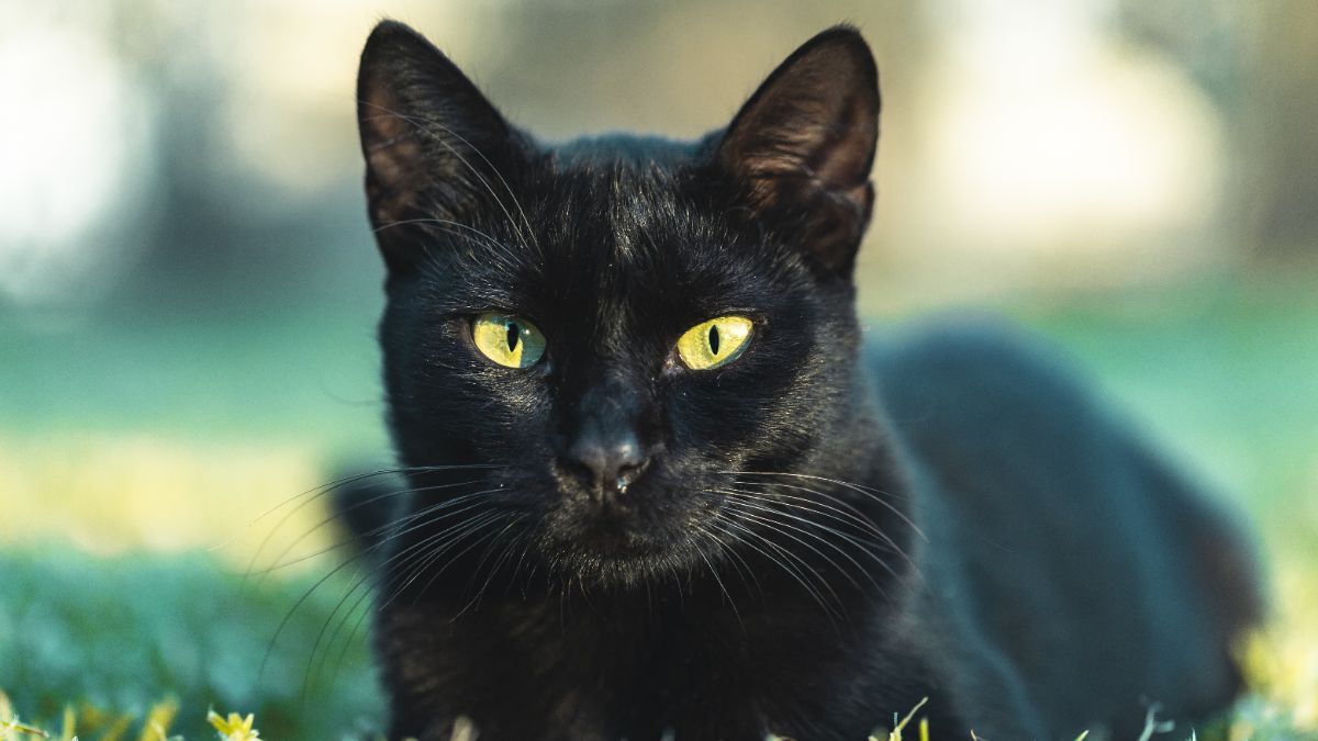 Народное поверье о черной кошке Народное поверье о черной кошке