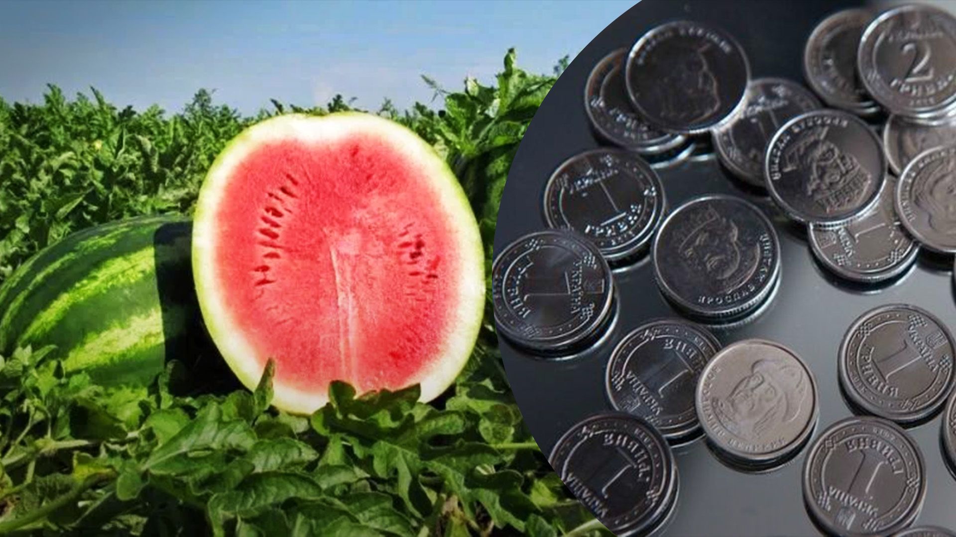 Кавуни рекордно дешевшають в Україні Кавуни рекордно дешевшають в Україні