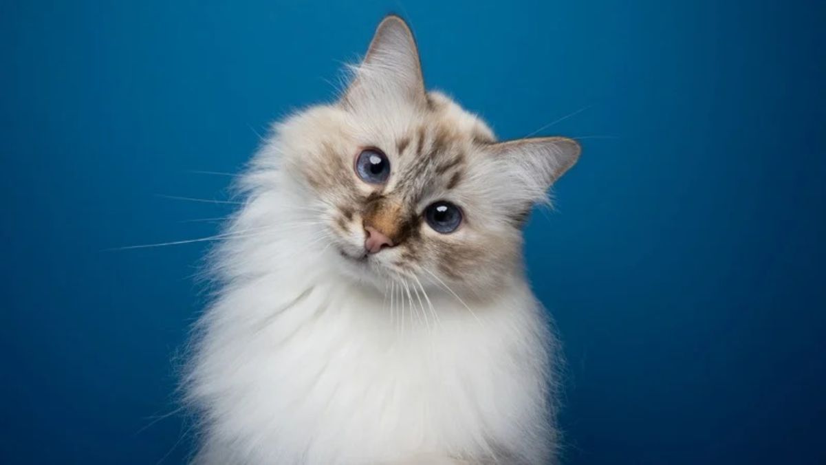 Международный день котов 2024 Международный день котов 2024