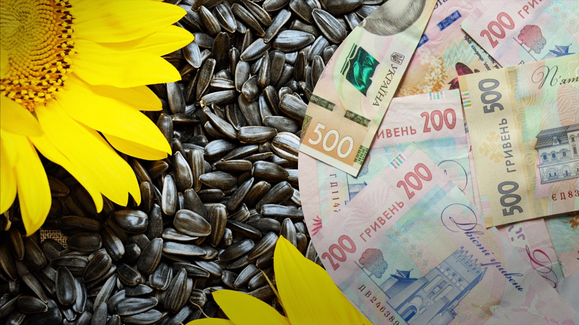 Семена подсолнечника могут подорожать Семена подсолнечника могут подорожать