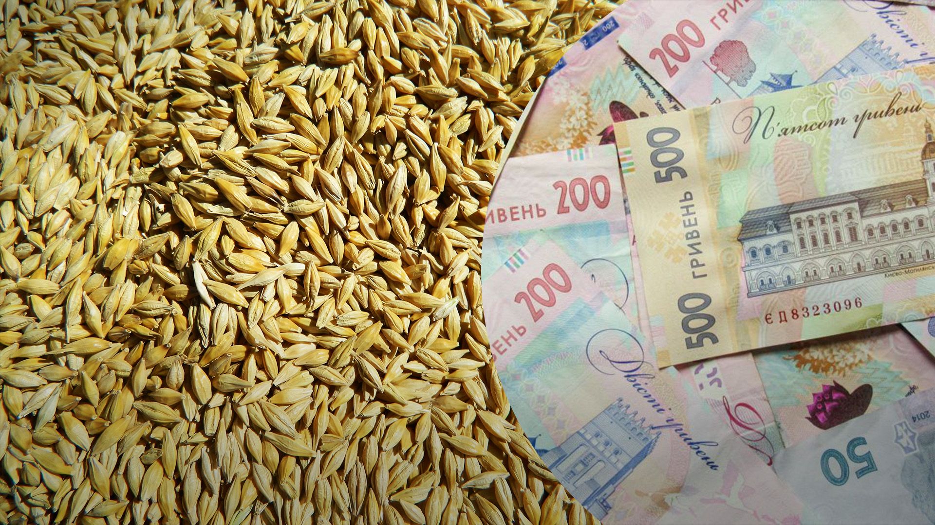 Ячмень в Украине остается дорогим в Украине Ячмень в Украине остается дорогим в Украине