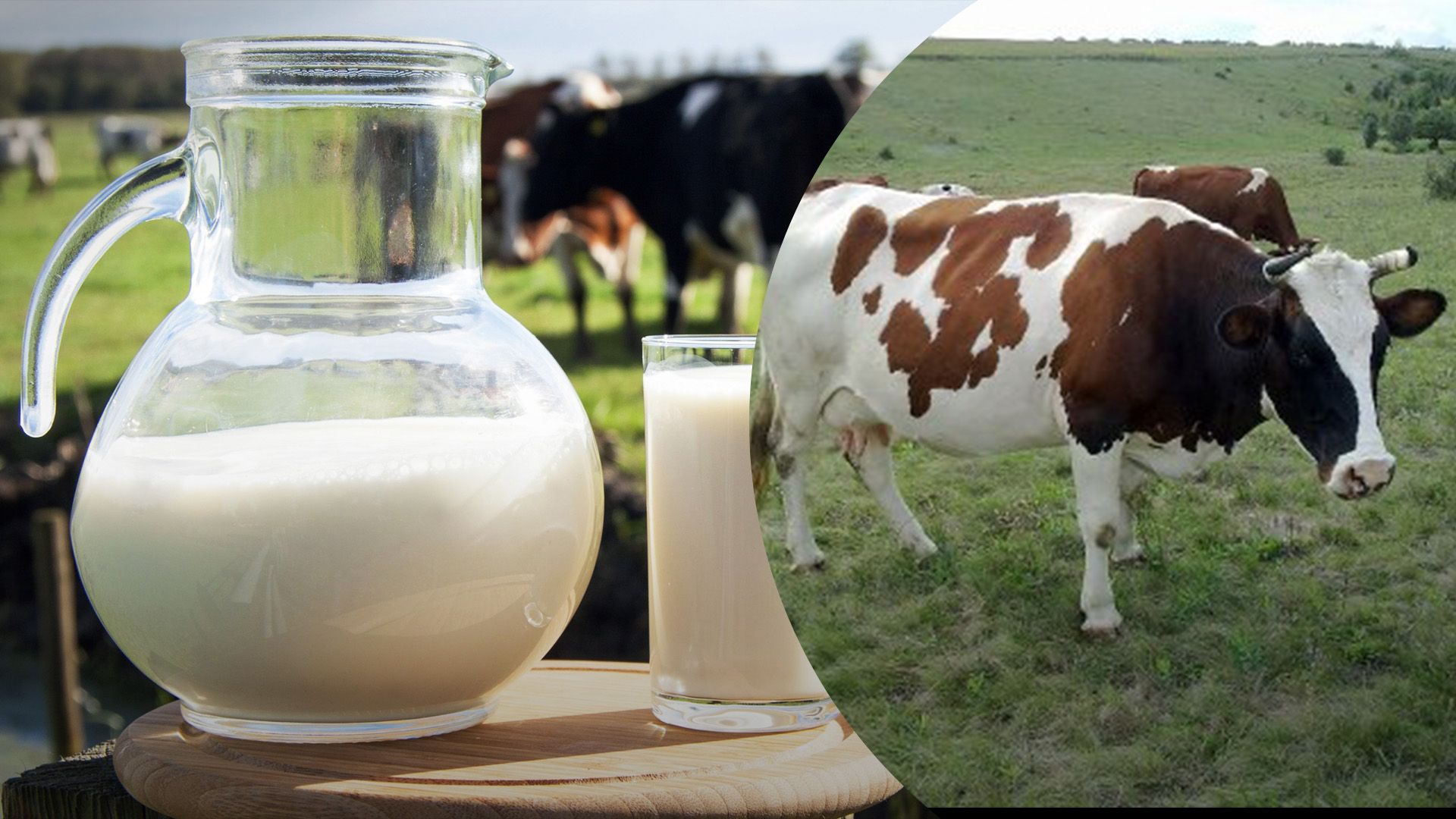 Индивидуальные хозяйства уменьшили надои Индивидуальные хозяйства уменьшили надои