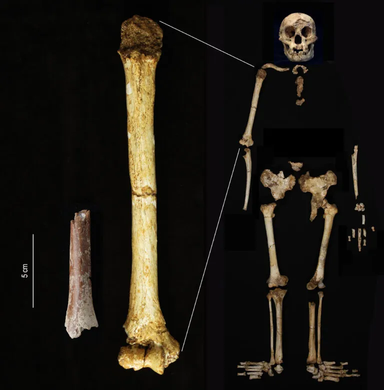 Велика кістка праворуч належить H. floresiensis, тоді як менша ліворуч – його меншому предку