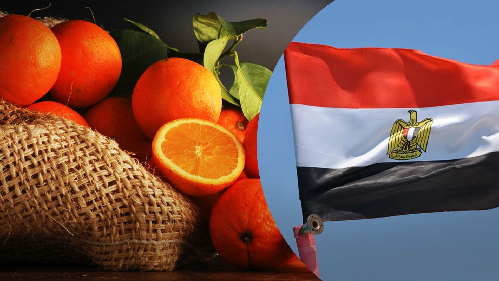 Єгипетські виробники цитрусових розчаровані низьким попитом у Європі Єгипетські виробники цитрусових розчаровані низьким попитом у Європі