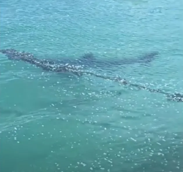 Акула Акула