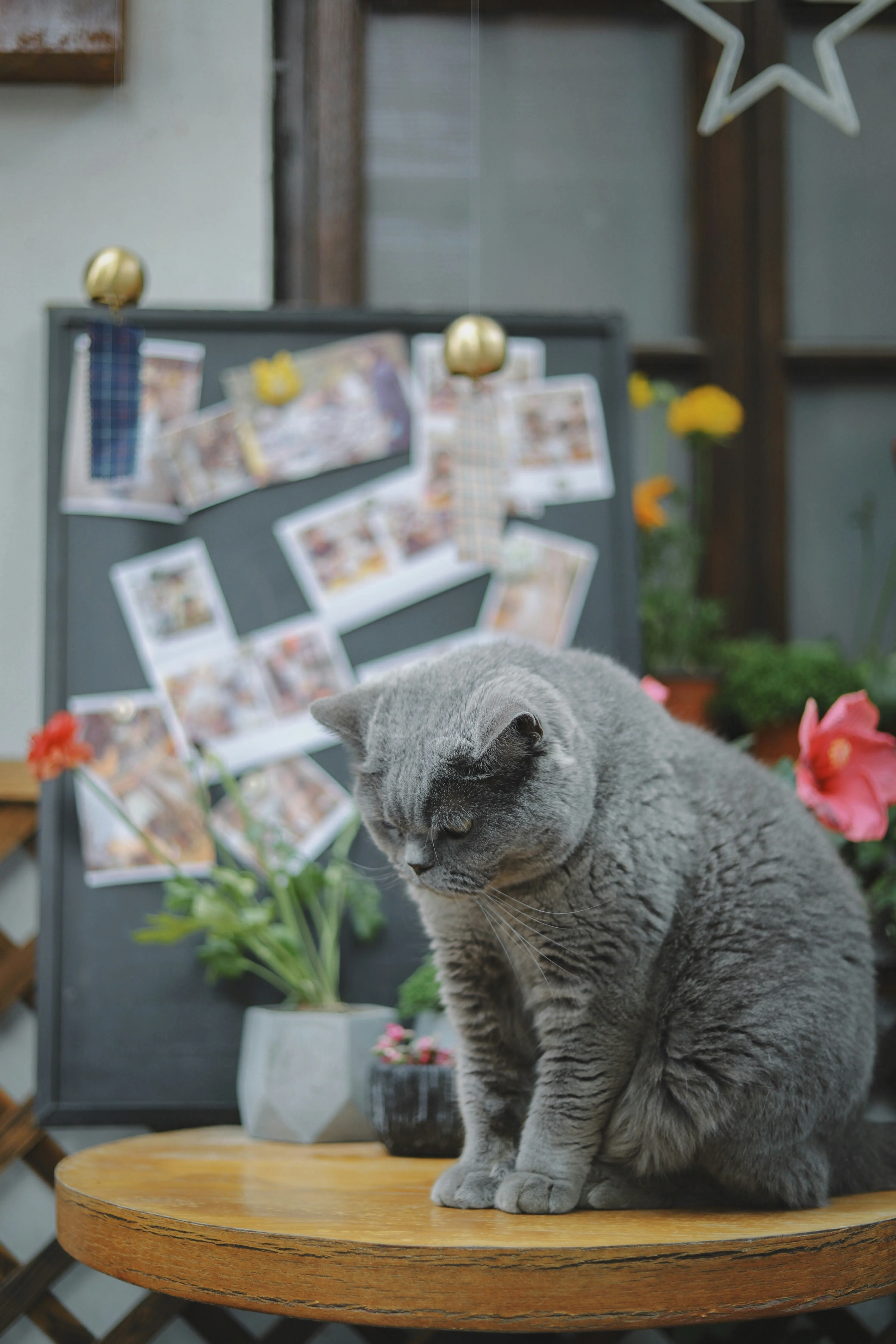 Коты также переживают потерю и способны горевать