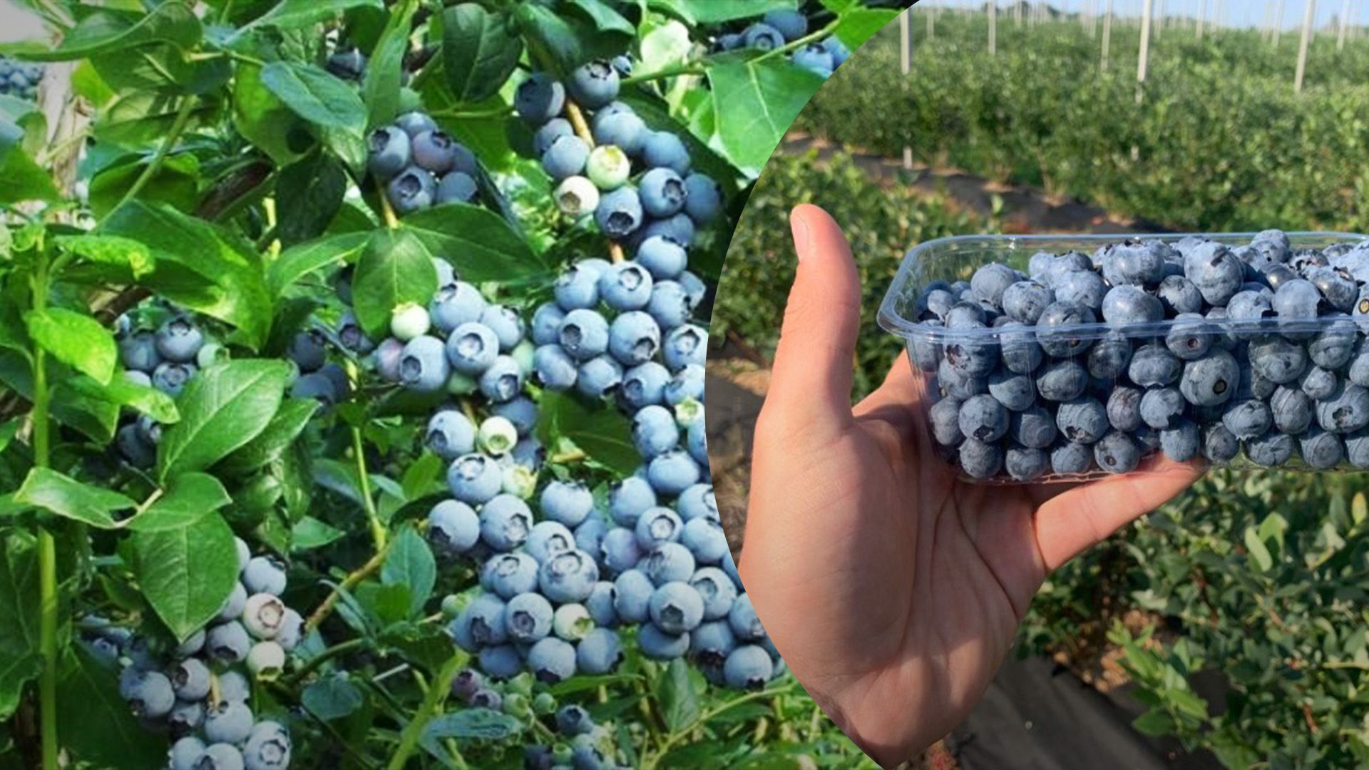 Лохину завершать продавати раніше Лохину завершать продавати раніше