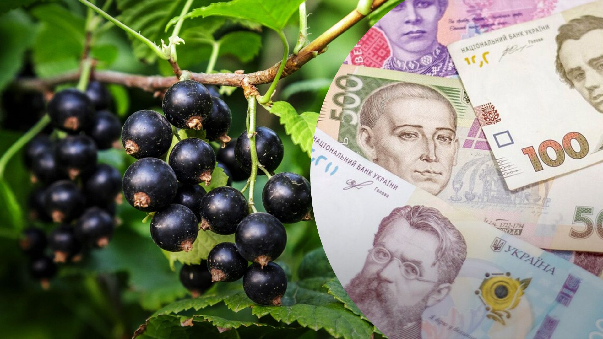 Смородина удвічі дорожче Смородина удвічі дорожче