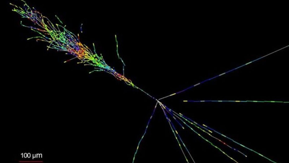 Трек нейтрино на фотоэмульсионной пленке Трек нейтрино на фотоэмульсионной пленке