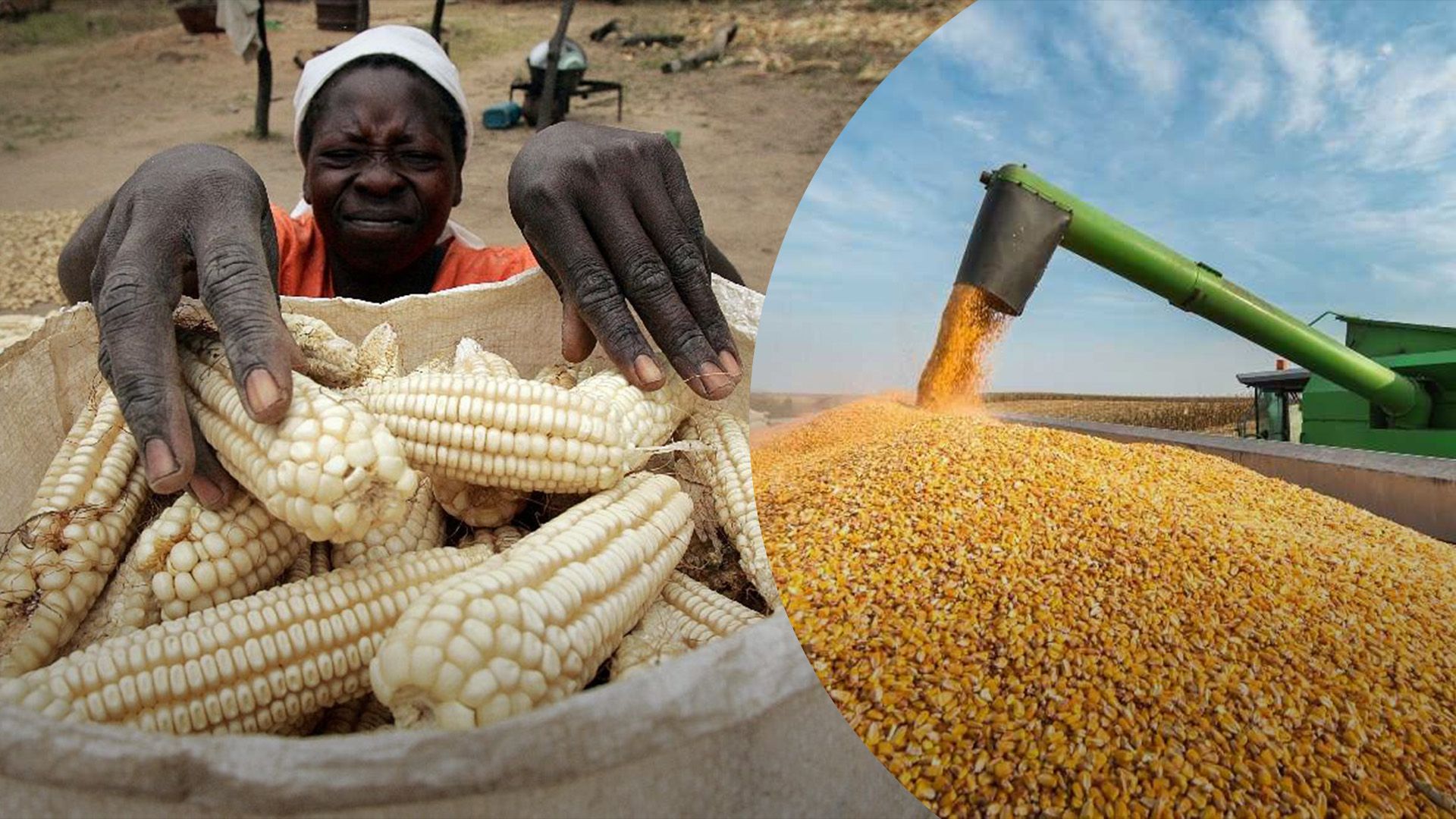 Африка втратила урожай кукурудзи Африка втратила урожай кукурудзи