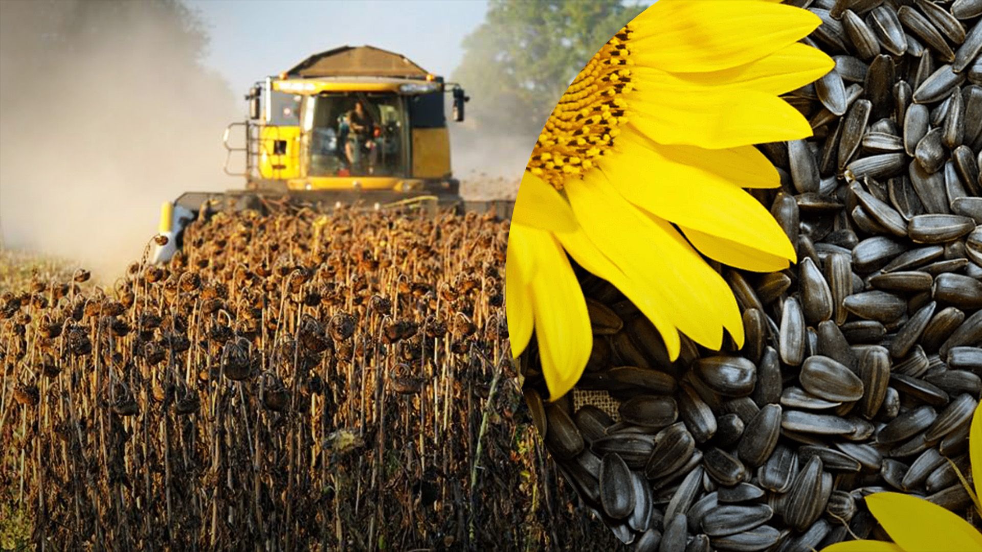 В Україні почали збирання соняшника В Україні почали збирання соняшника