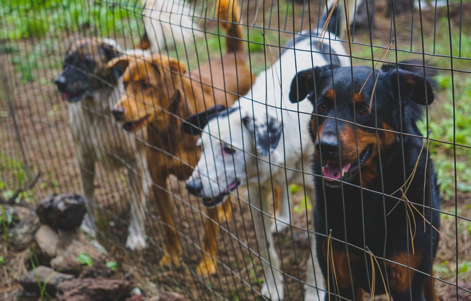 Що робити при зустрічі зі зграєю безпритульних собак Що робити при зустрічі зі зграєю безпритульних собак