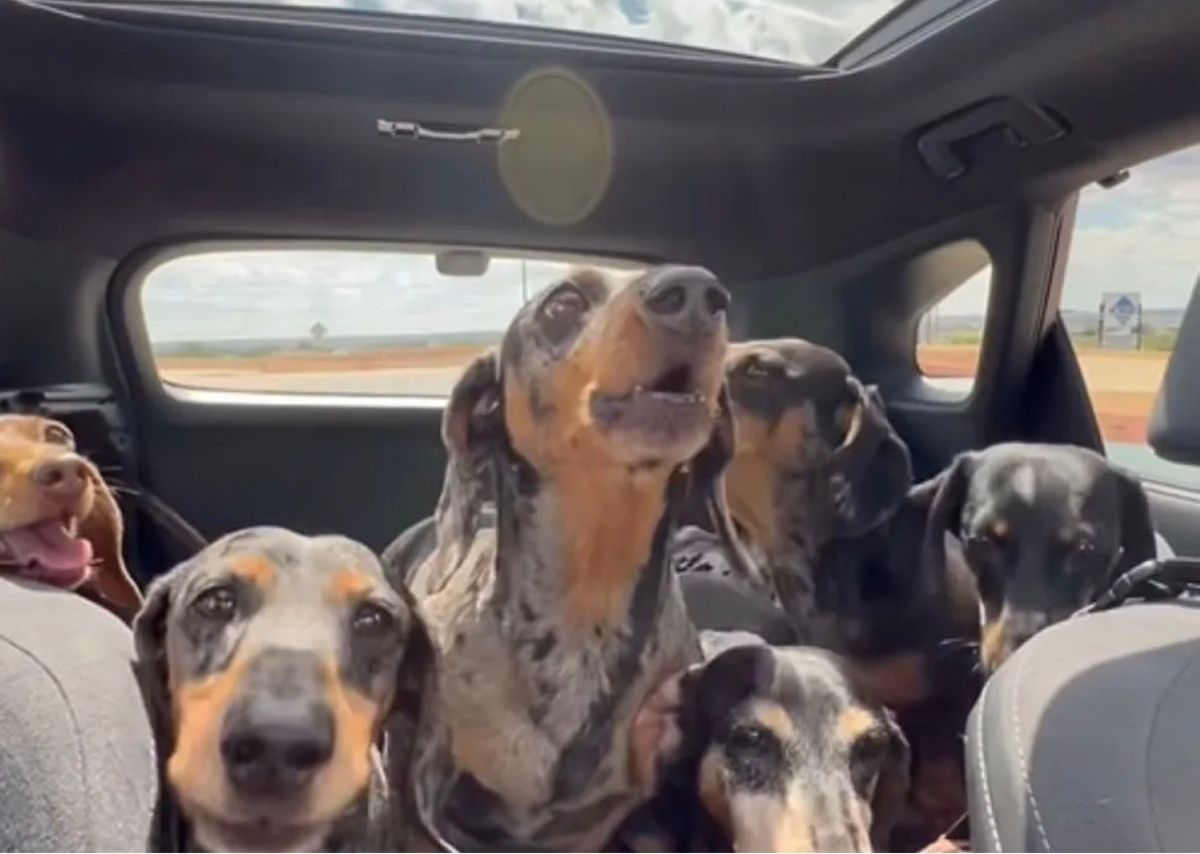 Хозяйка 8 такс угостила их сливками и рассмешила сеть Хозяйка 8 такс угостила их сливками и рассмешила сеть