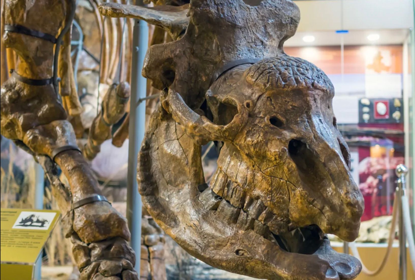 Череп сибірського єдинорога Череп сибірського єдинорога