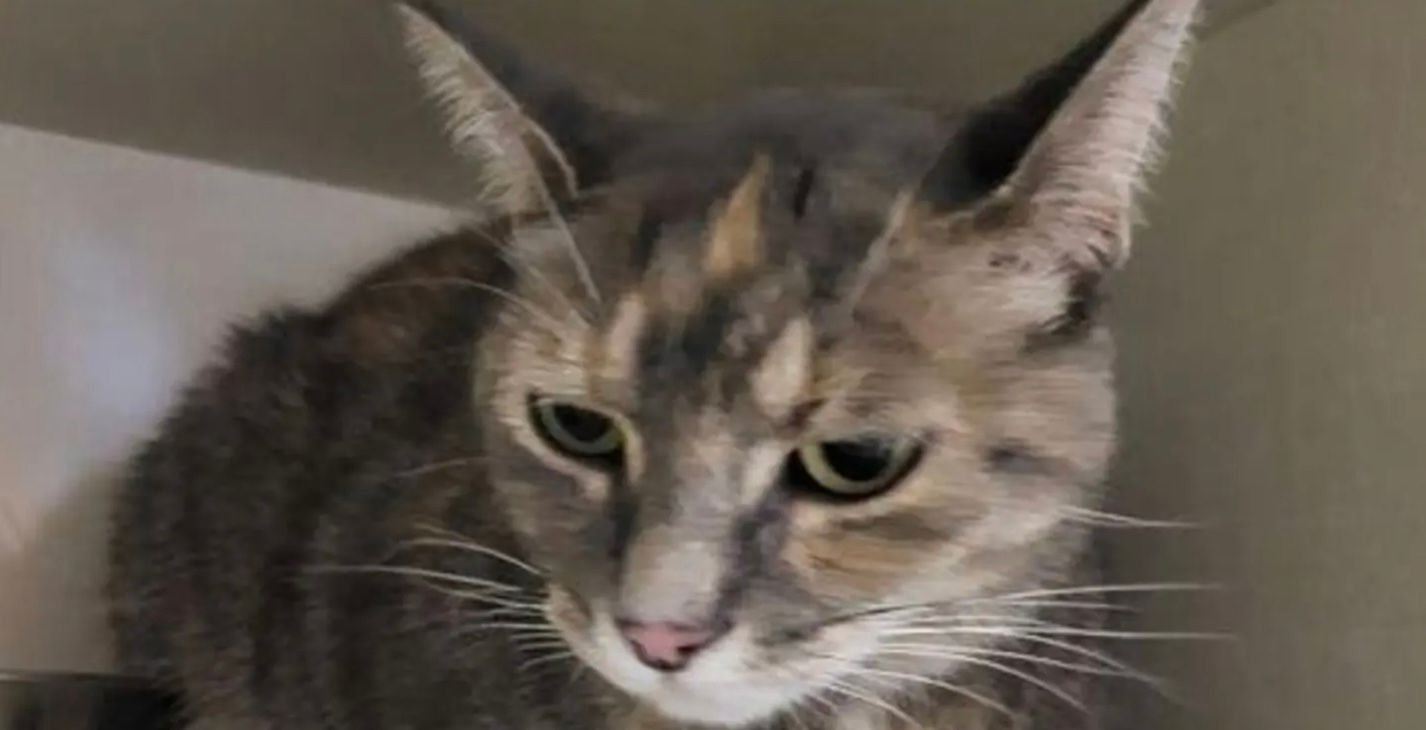 Кішка на прізвисько Берді через рік повернулася додому до свого господаря Кішка на прізвисько Берді через рік повернулася додому до свого господаря