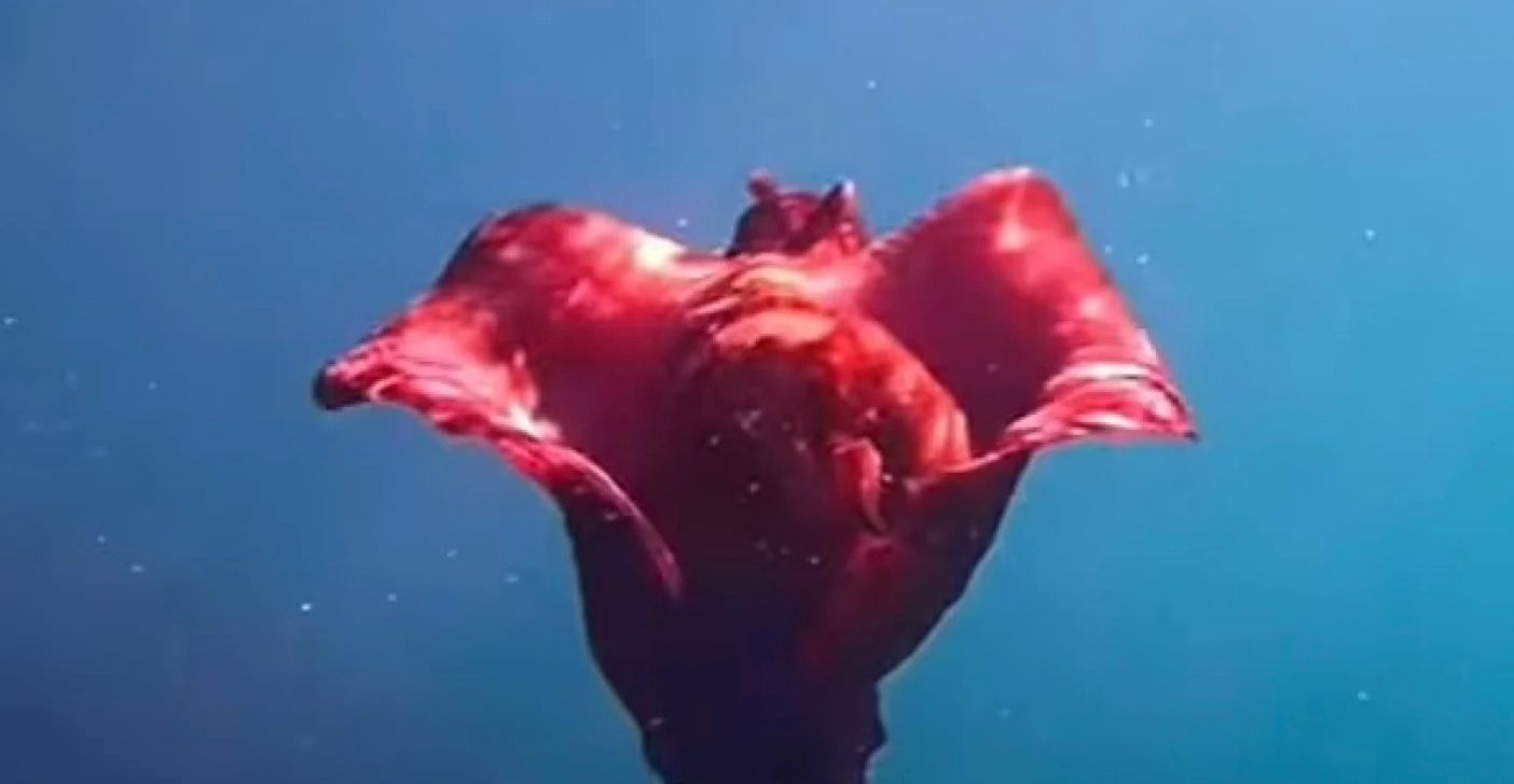 Дослідниця помітила морського зайця біля узбережжя Мексики Дослідниця помітила морського зайця біля узбережжя Мексики