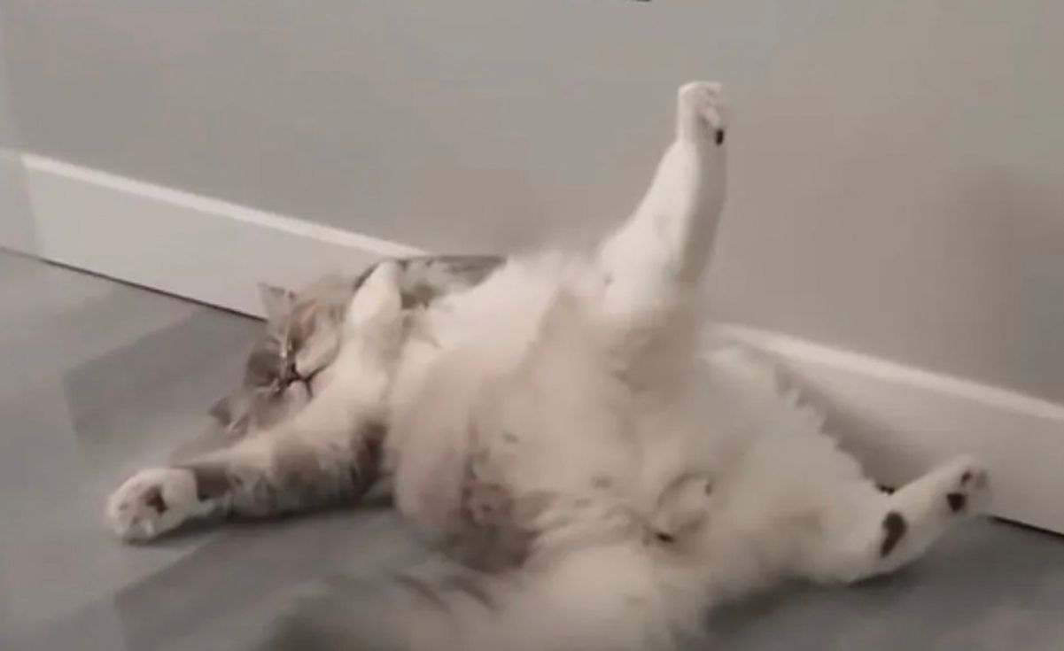 Устал уставать от усталости: об утре, как у этого ленивого кота, мечтает каждый – смешное видео - Pets Устал уставать от усталости: об утре, как у этого ленивого кота, мечтает каждый – смешное видео - Pets