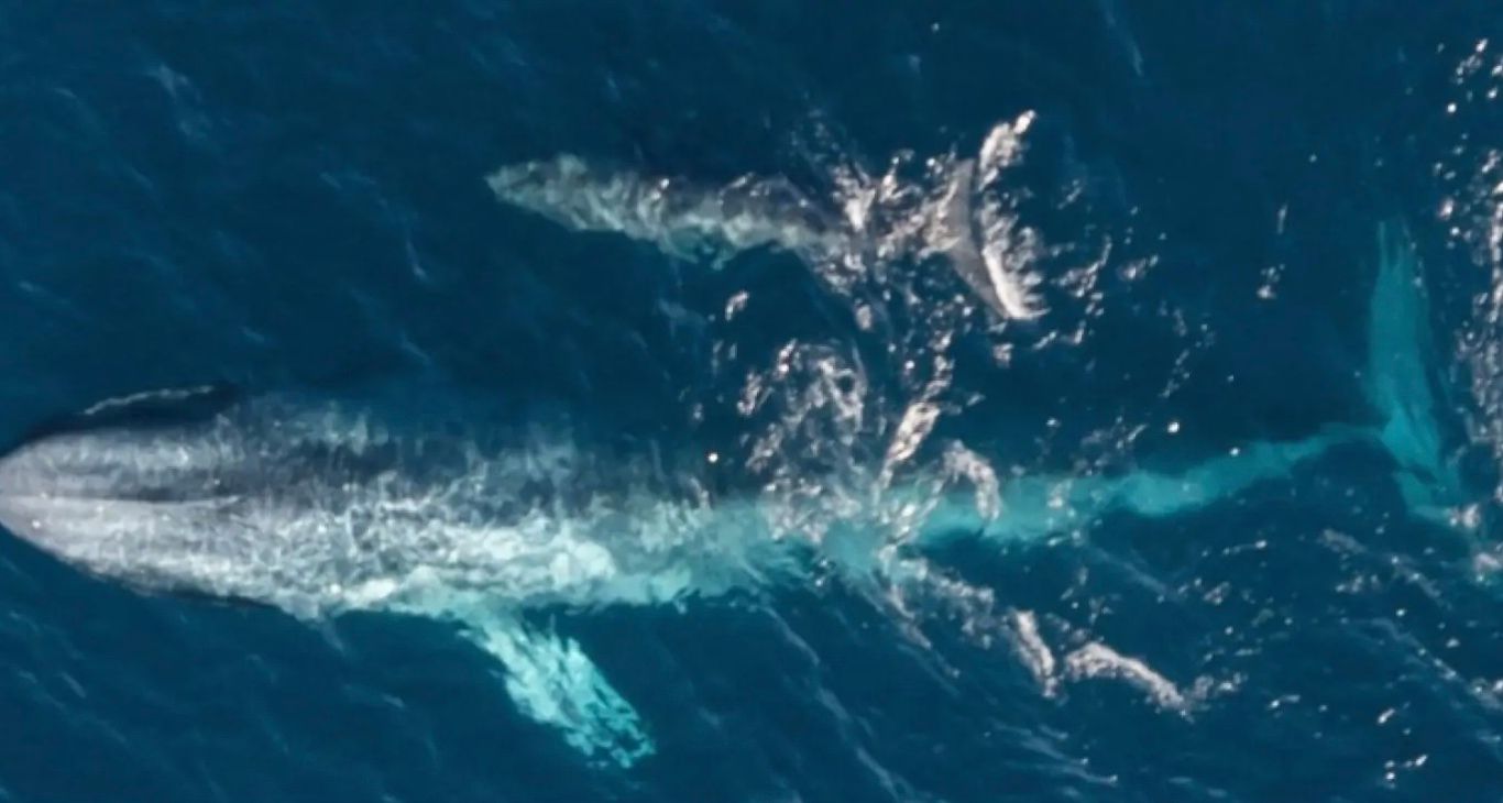 Мати карликового синього кита та її дитинча, якому, можливо, лише кілька тижнів Мати карликового синього кита та її дитинча, якому, можливо, лише кілька тижнів