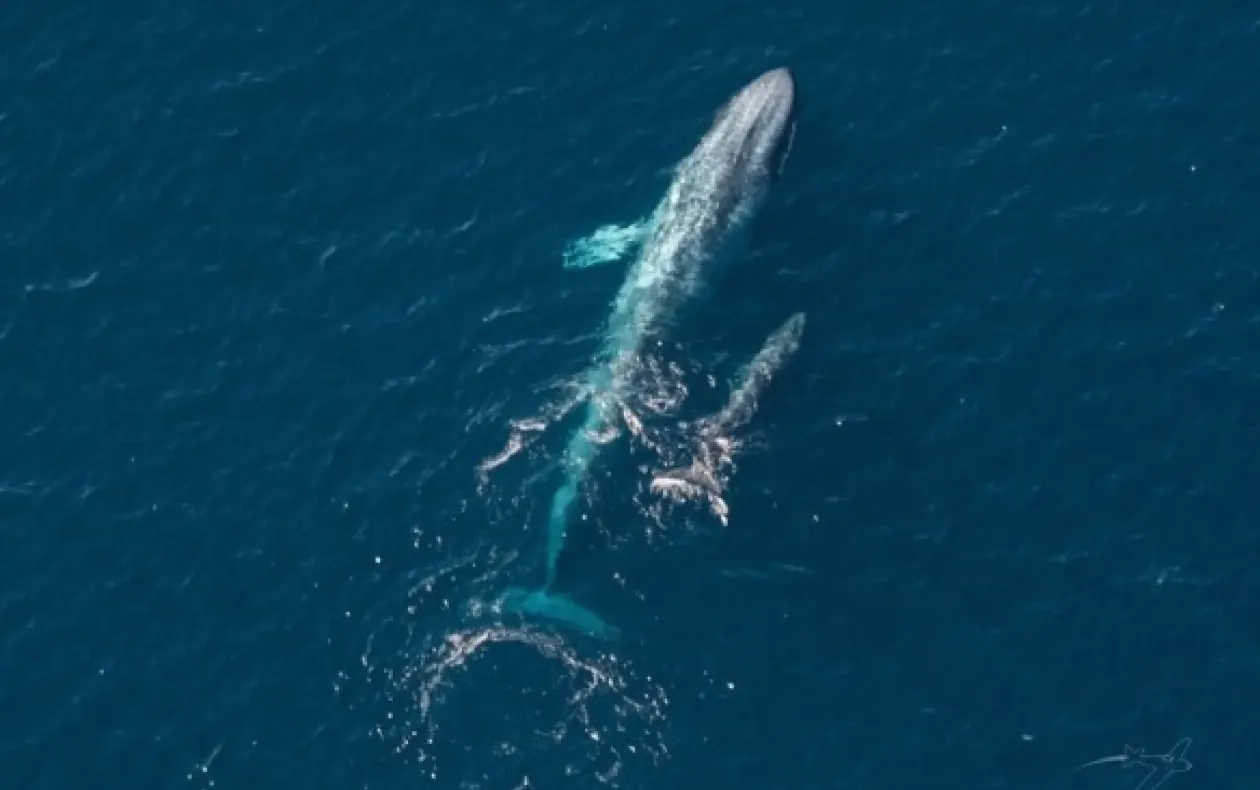 Мати карликового синього кита та її дитинча, якому, можливо, лише кілька тижнів Мати карликового синього кита та її дитинча, якому, можливо, лише кілька тижнів