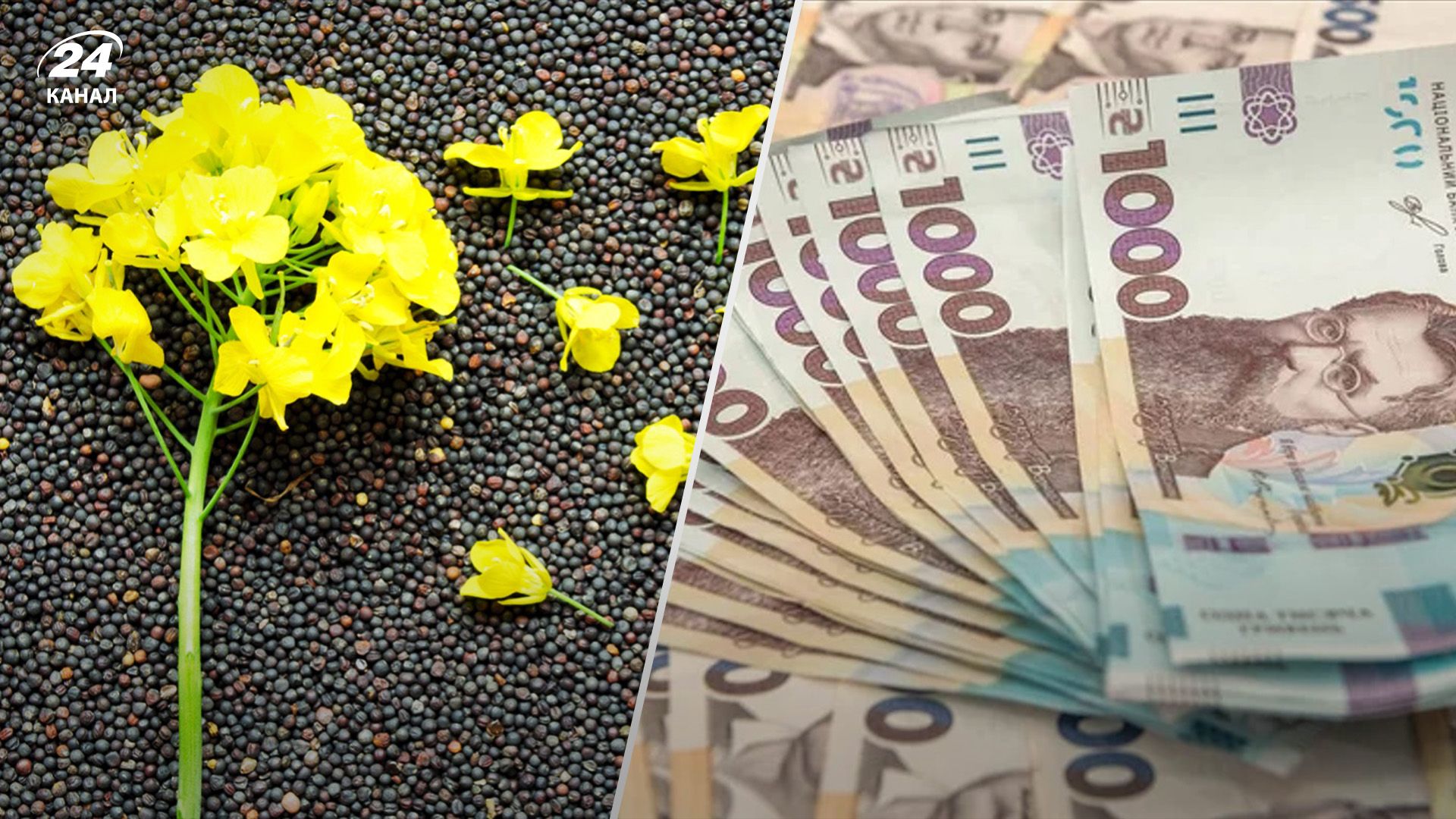 Ріпак почав дорожчати після падіння ціни Ріпак почав дорожчати після падіння ціни