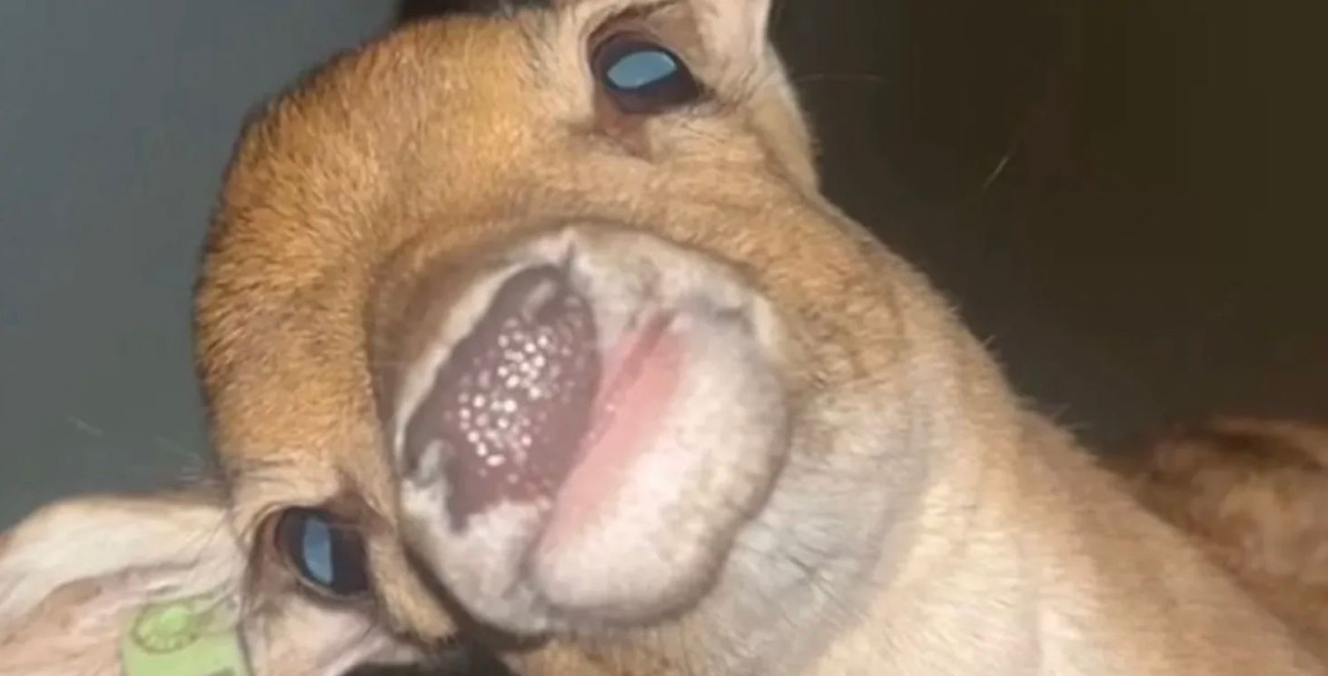 Парень после вечеринки с алкоголем проснулся с оленем в своей постели Парень после вечеринки с алкоголем проснулся с оленем в своей постели