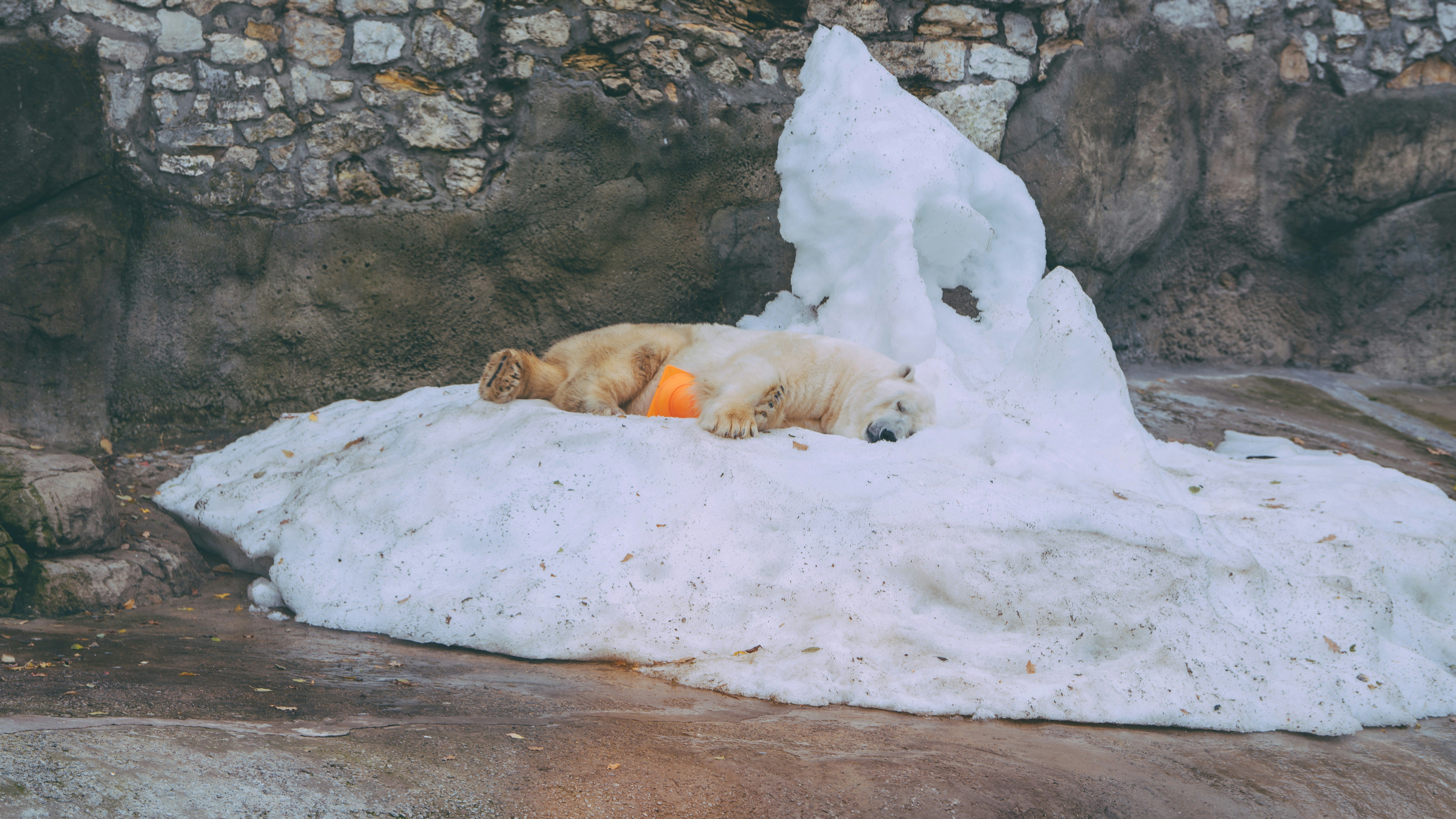 Фото білого ведмедя з пластиком у пащі показує майбутнє планети Фото білого ведмедя з пластиком у пащі показує майбутнє планети