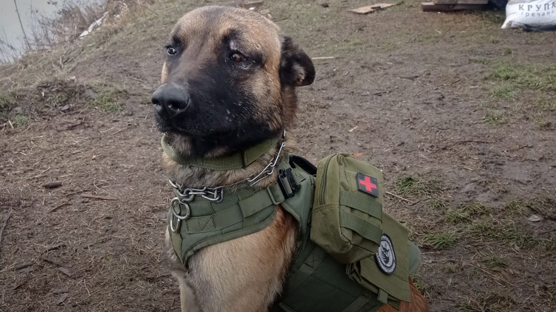 Загинув службовий собака Нік Загинув службовий собака Нік