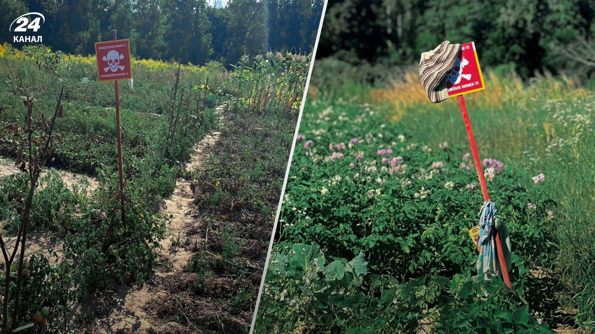 Заминированные помидоры на Черниговщине Заминированные помидоры на Черниговщине