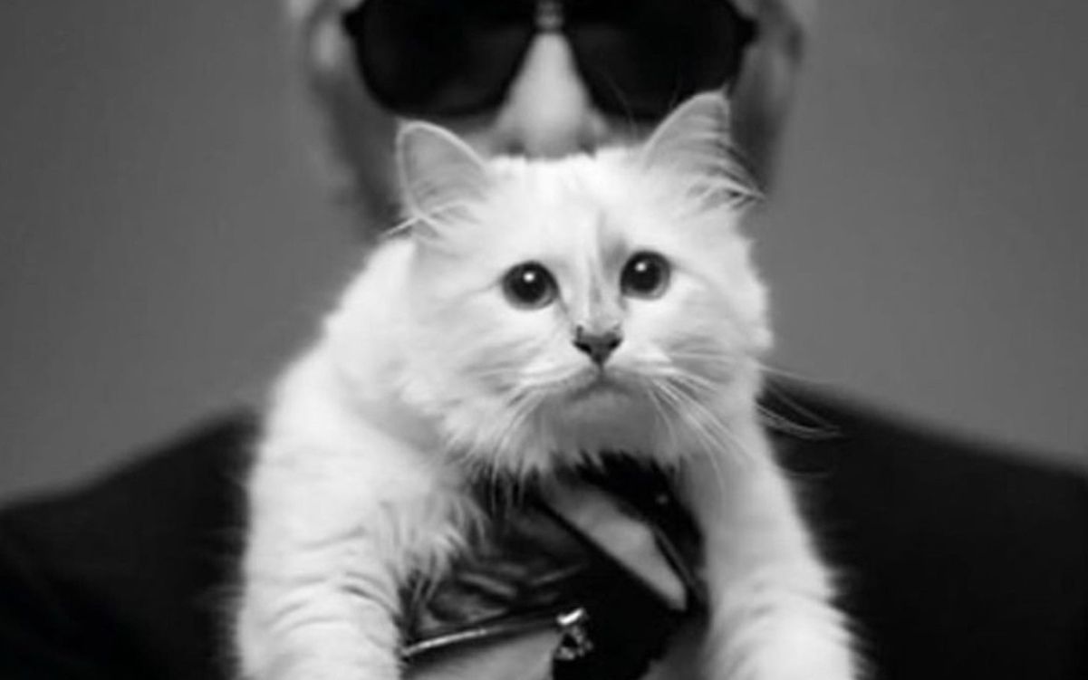 Кішка Карла Лагерфельда відсвяткувала день народження у Версалі Кішка Карла Лагерфельда відсвяткувала день народження у Версалі