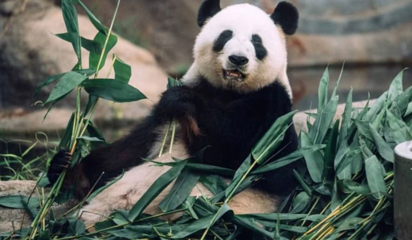 Ін Ін - найстаріша гігантська панда у світі Ін Ін - найстаріша гігантська панда у світі