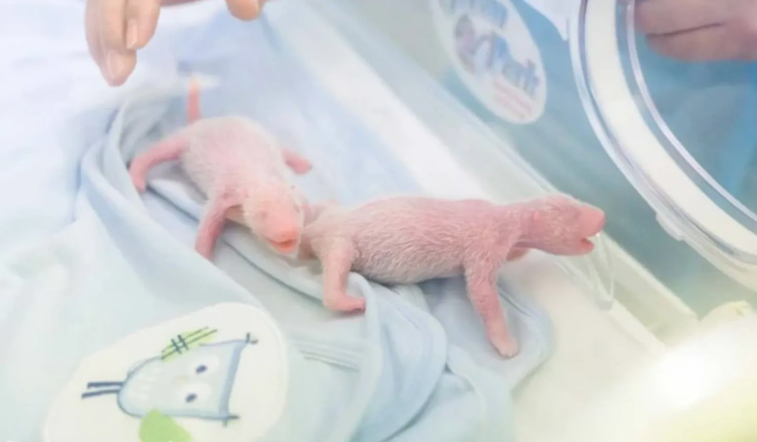 Наразі малята перебувають в реанімації Наразі малята перебувають в реанімації