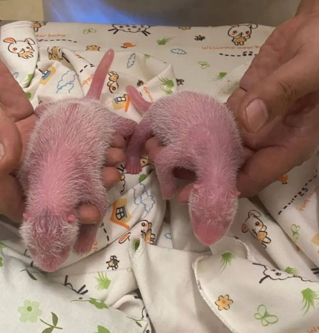 Новонароджені дитинчата панди Ін Ін Новонароджені дитинчата панди Ін Ін