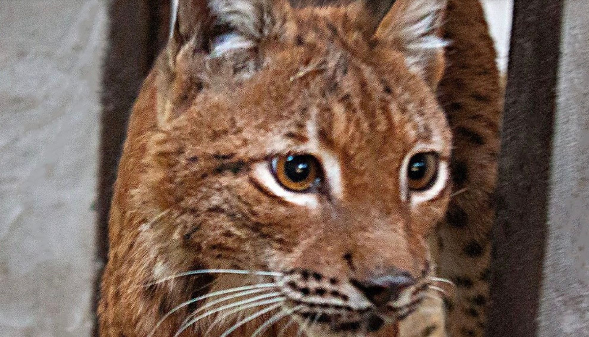 Рись Урса Рись Урса