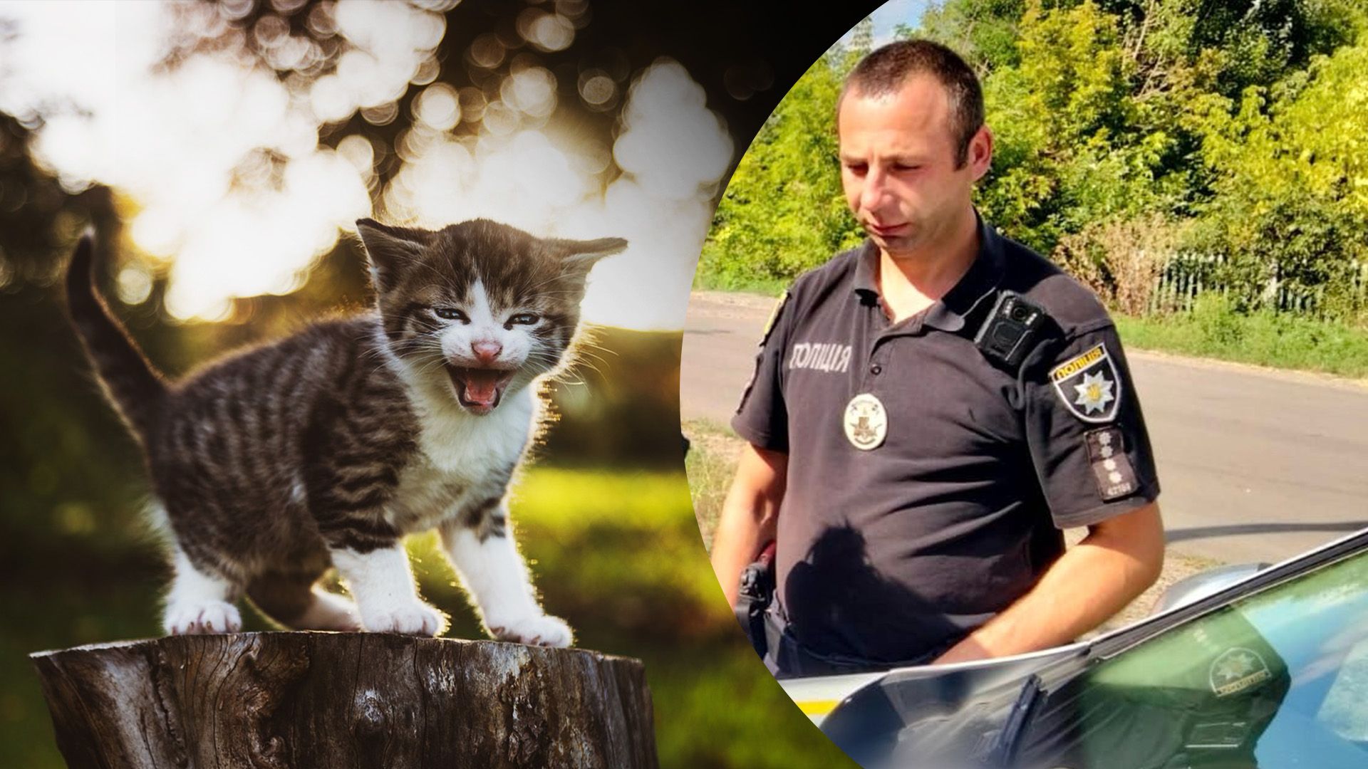 В Арцизі чоловік може вбивати кошенят В Арцизі чоловік може вбивати кошенят