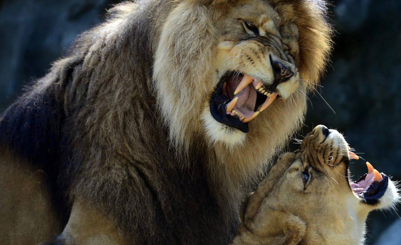У зоопарку стажиста замкнули у вольєрі з трьома левами У зоопарку стажиста замкнули у вольєрі з трьома левами