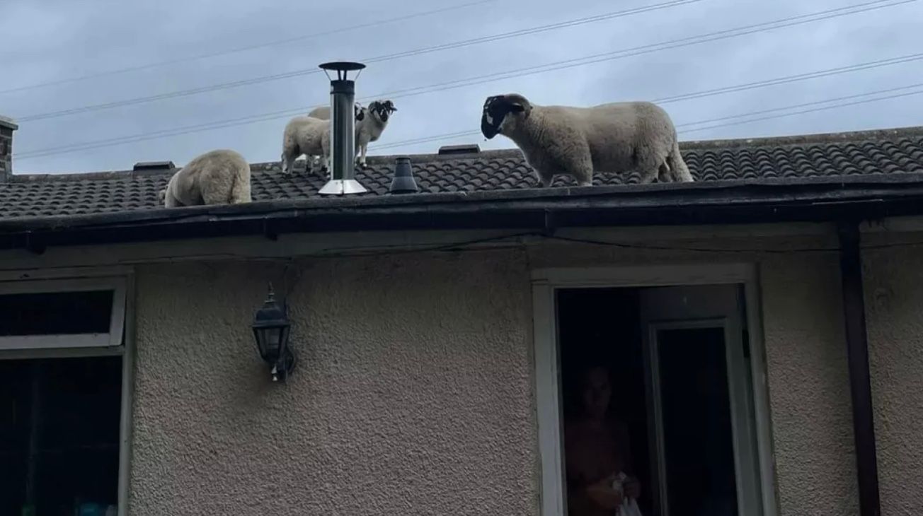 Подружжя виявило четверо овець на даху свого будинку Подружжя виявило четверо овець на даху свого будинку