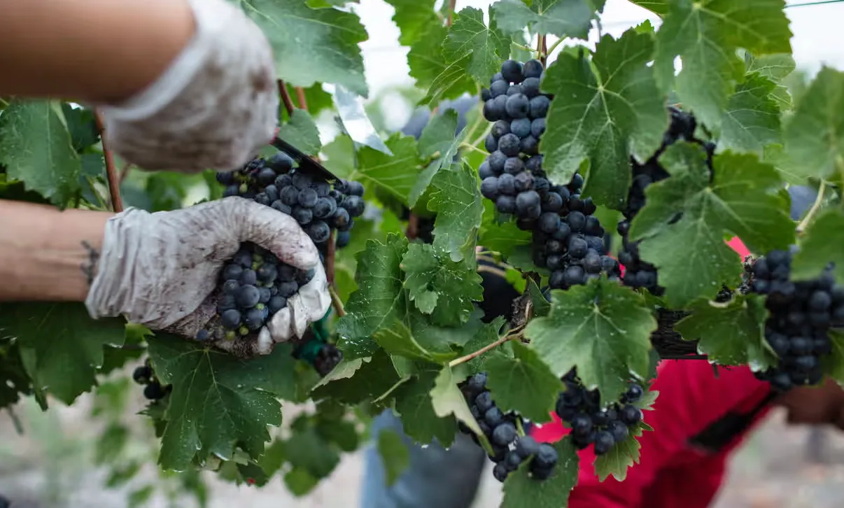 Срезка винограда в Эперне Срезка винограда в Эперне