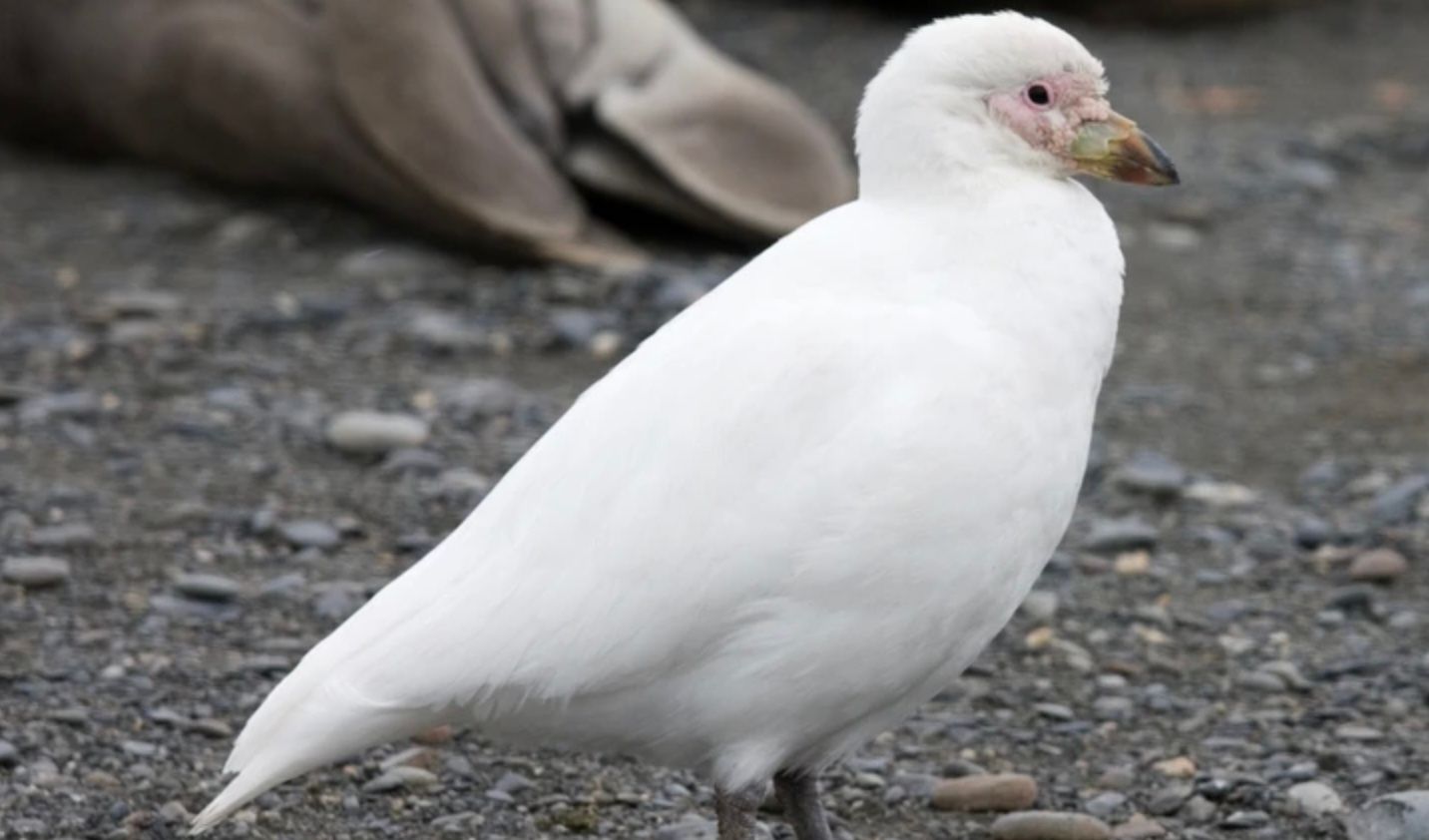 Українські полярники показали, як комунікують між собою сивки Українські полярники показали, як комунікують між собою сивки